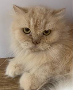 Persian