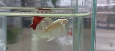 betta fish ikan laga
