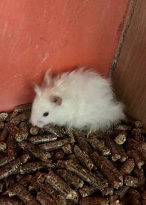 Syrian Big Bone Untuk Dijual !!