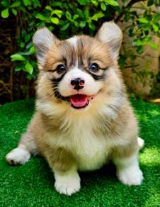 CORGI PUPPIES C167 🌻 Lovely Male Female