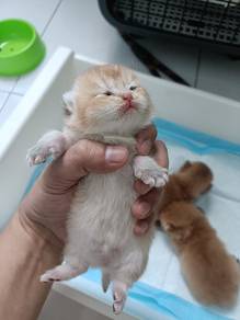 baby BSH Golden 