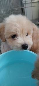 maltipoo 🐶 