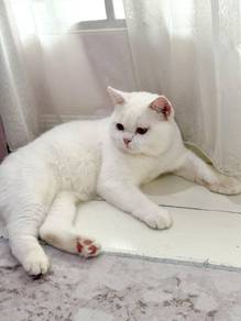kucing untuk mating