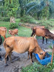 17 Ekor Lembu Untuk Dijual