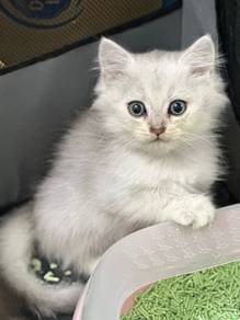British Short Hair Kitten Kucing Silver