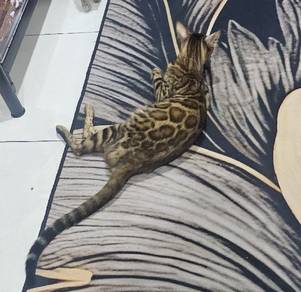 Bengal Brown female