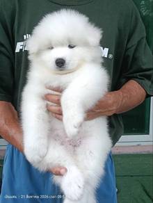Samoyed 萨摩耶犬