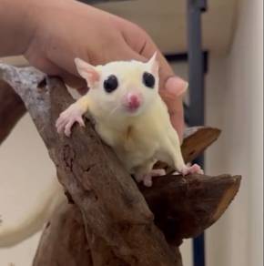 Leucistic