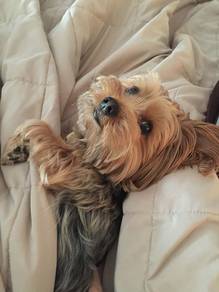 J838 Snuggly Silkese Long Hair Teddy Bear Dog Baby