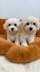 Maltese