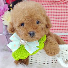 Poodle
