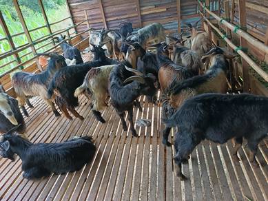 kambing goat korban