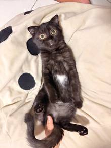 bsh scottish fold untuk rehome