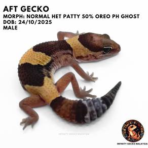 African Fat Tailed Gecko AFT Normal 马来西亚肥尾守宫普肥