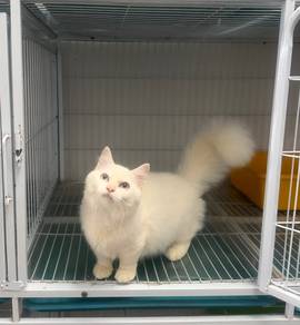 Minuet Munchkin kitten