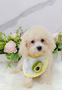 Maltipoo