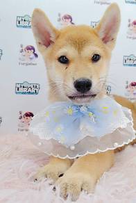 Shiba Inu