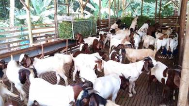Kambing Aqiqah korban nazar