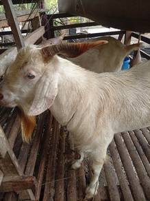 kambing 🐐 
