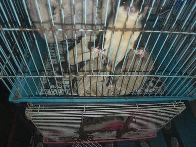 Sugar Glider 