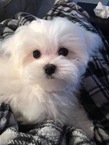 B3135 Charming Bichon Poochon White Fluffy Cotton