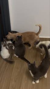 mix bsh kucing