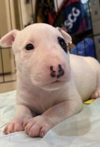 BULL TERRIER PUPPIES BT123 🐻 Girl
