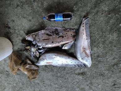 ikan belida