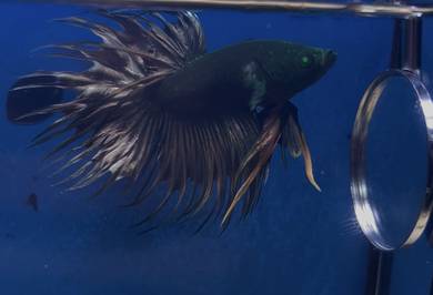 Betta fish