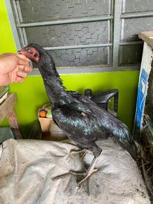 ayam ratu supergreen