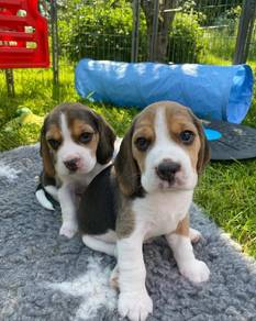 Beagle1