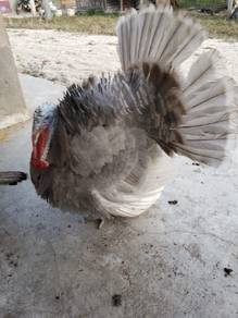 ayam belanda jantan blueslade