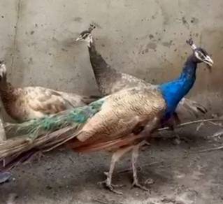 burung merak violet 