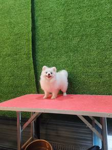 tiny pomeranian 