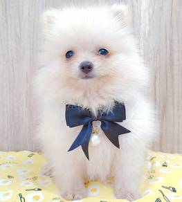 Pomeranian