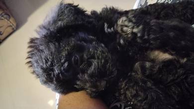 Toy Poodle