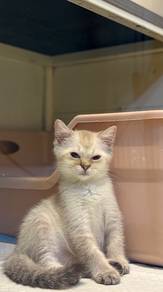 Baby BSH mix
