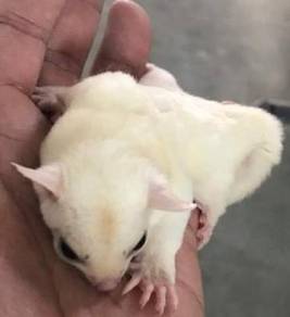 Sugar Glider Active, Healthy and Tamed