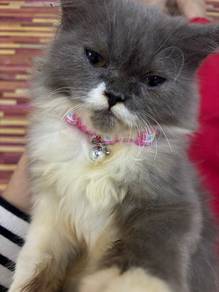 Cat for rehome