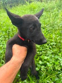 Belgian x German Shepherd