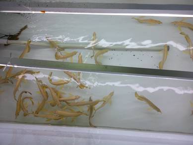 arowana malaysia golden 5 inch-wholesale price