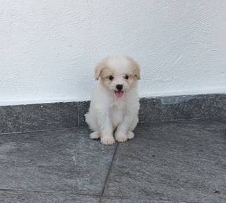 Maltipoo
