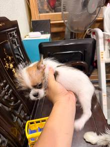 Chihuahua