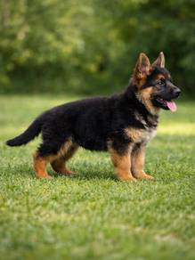 German Shepherd Puppies Available – JB & KL