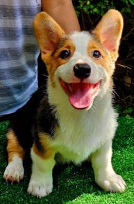 CORGI PUPPIES C215 🌻 cheeky Puppy Male