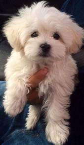 U6946 Trusting Bichon Poochon White Fluffy Cotton