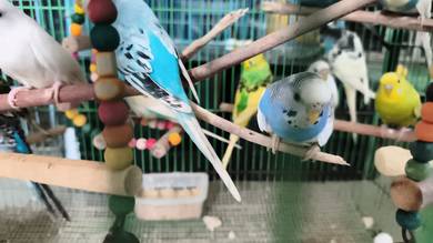 Burung baji murah 