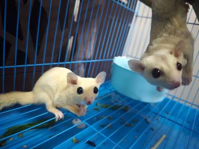 Pair Sugar Glider Leucistic & Creamino