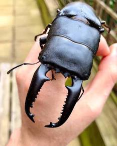 Stag Bettle, Huge Giant Size 83mm, Male, Rare
