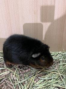 Male Guinea Pig